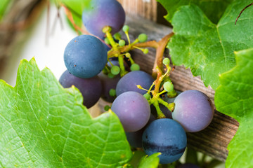 Fresh and ripe bunches of red wine grapes growing in garden. Close up view.