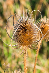 Dry thistle growing on a field
