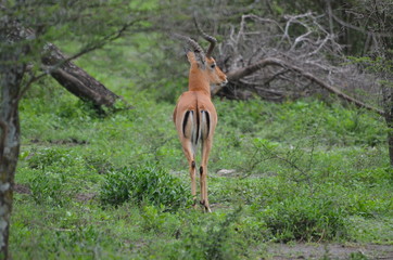 The African animals. Tanzania