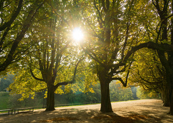 sun shines through chestnut trees 