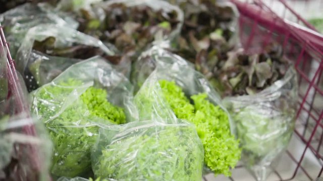 Vegetais e Plantas comest&iacute;veis