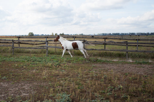 A wild horse runs through a meadow on a farm.