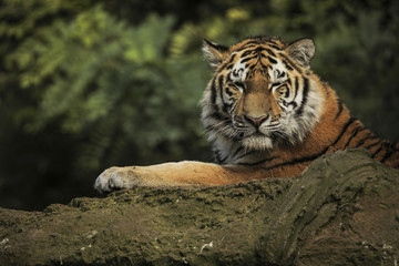 Tygrys syberyjski śpiący na skale.
