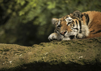 Tygrys Syberyjski na skale - obrazy, fototapety, plakaty