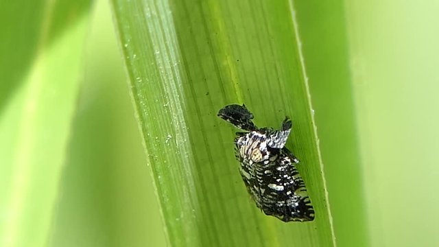 Insect as leaf beetles on green leaf in summer forest, macro 4k