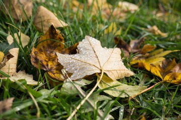 Leaves in the grass covered by rain. Slovakia