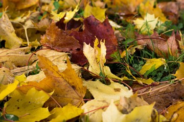 Autumn colorful leaves. Slovakia