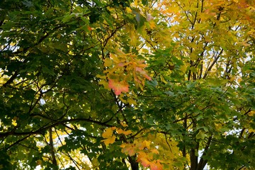 Autumn colorful leaves. Slovakia