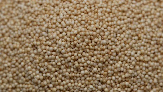 Amaranth seeds rotating on white background. Close up
