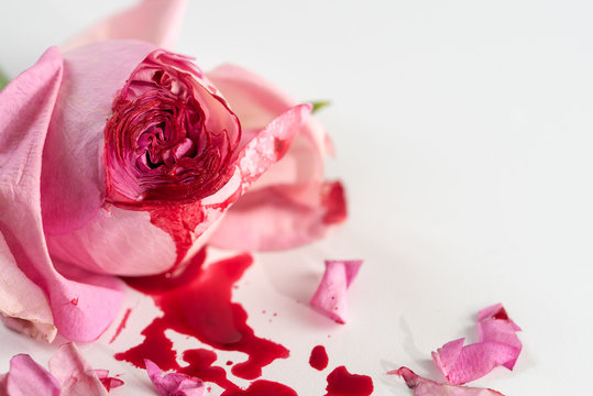 cut rose blossom, blood and petals on a bright gray background, concept for the international day of zero tolerance for female genital mutilation, 6 february
