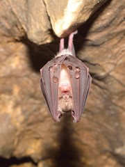 Lesser Horseshoe Bat Rhinolophus hipposideros