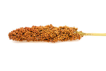 a sprig of sorghum on a white background