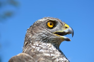 Eurasian sparrowhawk