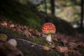 Amanite tue-mouches (Fly Agaric)