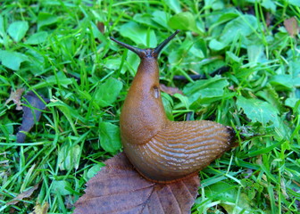 Braune Wegschnecke - Arion fuscus