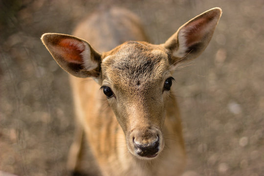 muzzle of a small deer