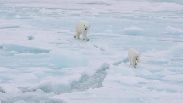 Polar bears walking in an arctic.