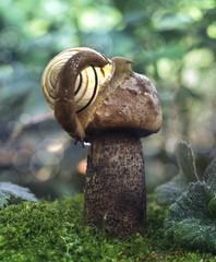 Улитка сидит на грибе