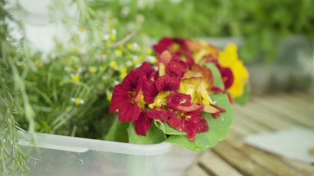 Vegetais e Plantas comest&iacute;veis