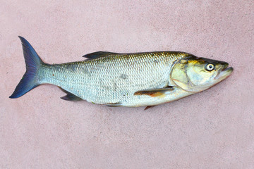 The Asp fish - Aspius Aspius. Fishing catch of predatory fish.