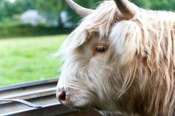 Fototapeta premium Closeup portrait of beautiful highland scottish hairy creamy cow