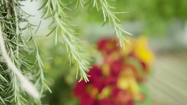 Vegetais e Plantas comest&iacute;veis