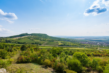 Fototapeta na wymiar Vineyard near Palava, czech national park, wine agriculture and farming, nature landscape in summer, blue sky