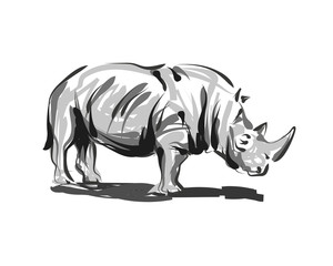 Vector line sketch rhino