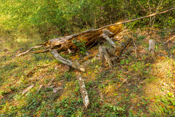 Felled tree in forest, dead plant, timber trunk