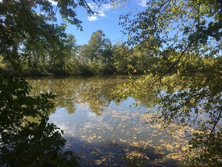 foliage in pond by the Potomac river in Maryland