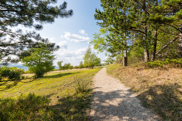Fototapeta na wymiar Path near the fields and meadow, agricultue, trees and bushes. Summer weather and blue sky