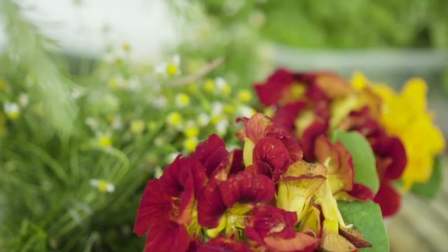 Vegetais e Plantas comest&iacute;veis