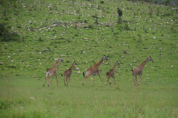 The African animals. Tanzania