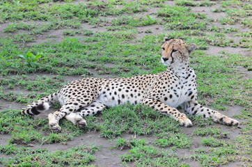 The African animals. Tanzania