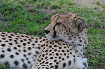 The African animals. Tanzania