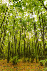 Magic forest with sun rays. Path in the forest, trees, grass and bushes. Magical colors.