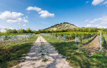 Vineyard near Palava, czech national park, wine agriculture and farming, nature landscape in summer, blue sky