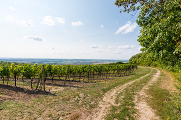 Fototapeta na wymiar Vineyard near Palava, czech national park, wine agriculture and farming, nature landscape in summer, blue sky