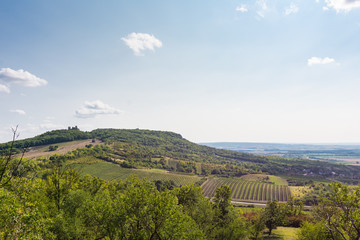 Obraz premium Vineyard near Palava, czech national park, wine agriculture and farming, nature landscape in summer, blue sky