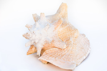 beautiful sea shell cowries, tropical sea and worm, isolated on white background. The whole body forms the whole shell. 