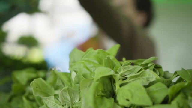 Vegetais e Plantas comest&iacute;veis