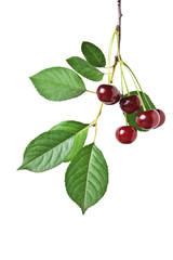 branch with berries cherry isolated