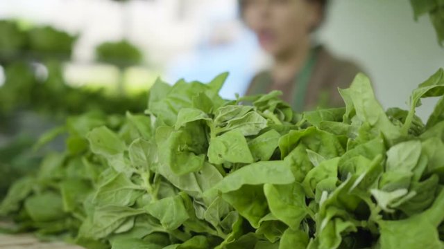 Vegetais e Plantas comest&iacute;veis