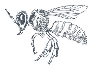 ordinary bee, side view