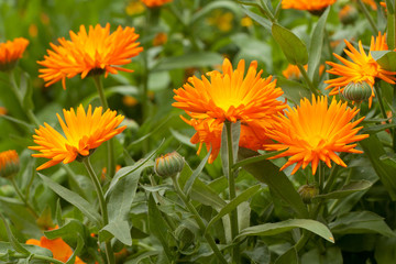 beautiful bright orange calendula flowers