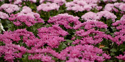 Obraz premium beautiful pink asters densely growing on the lawn