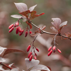 branch of barberry with red berries and burgundy leaves