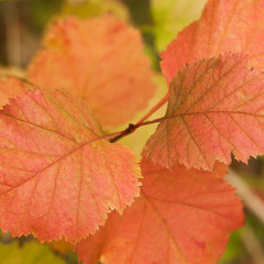 orange autumn leaves on a branch of a tree