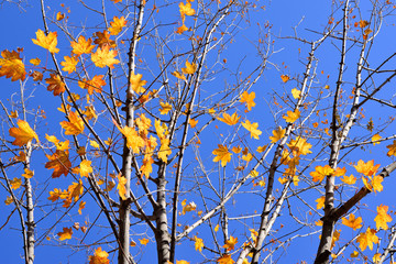Branches of maple with autumn yellow leaves on blue sky background