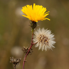 plant with yellow flower and seeds with fluff
